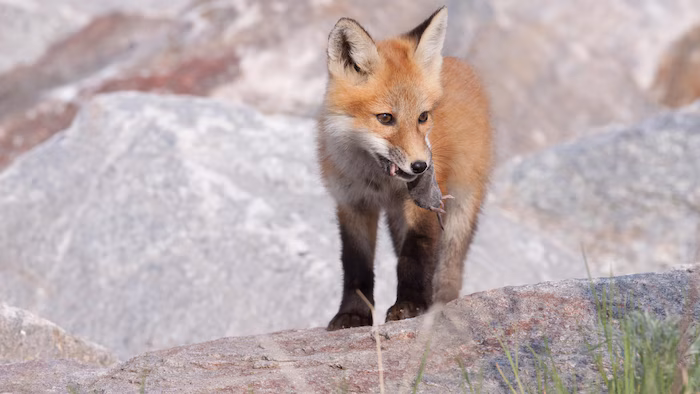 Comment nos amis les renards pourraient freiner la progression de la maladie de Lyme